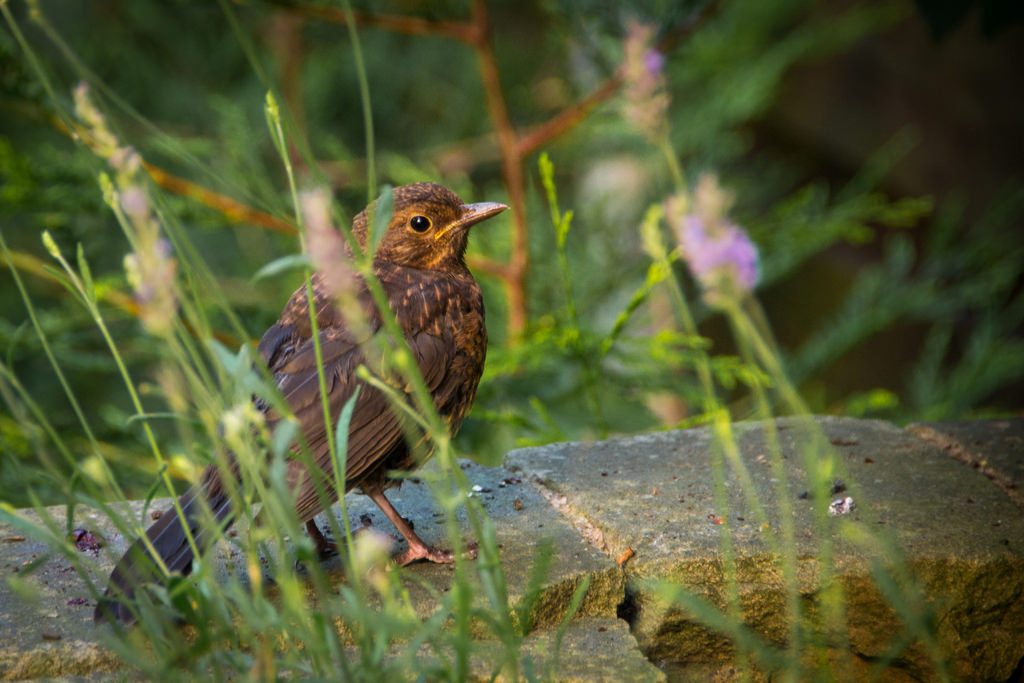 HandDMagazine's tweet image. Creating a wildlife friendly garden homeanddecorating.co.uk/2018/01/creati…