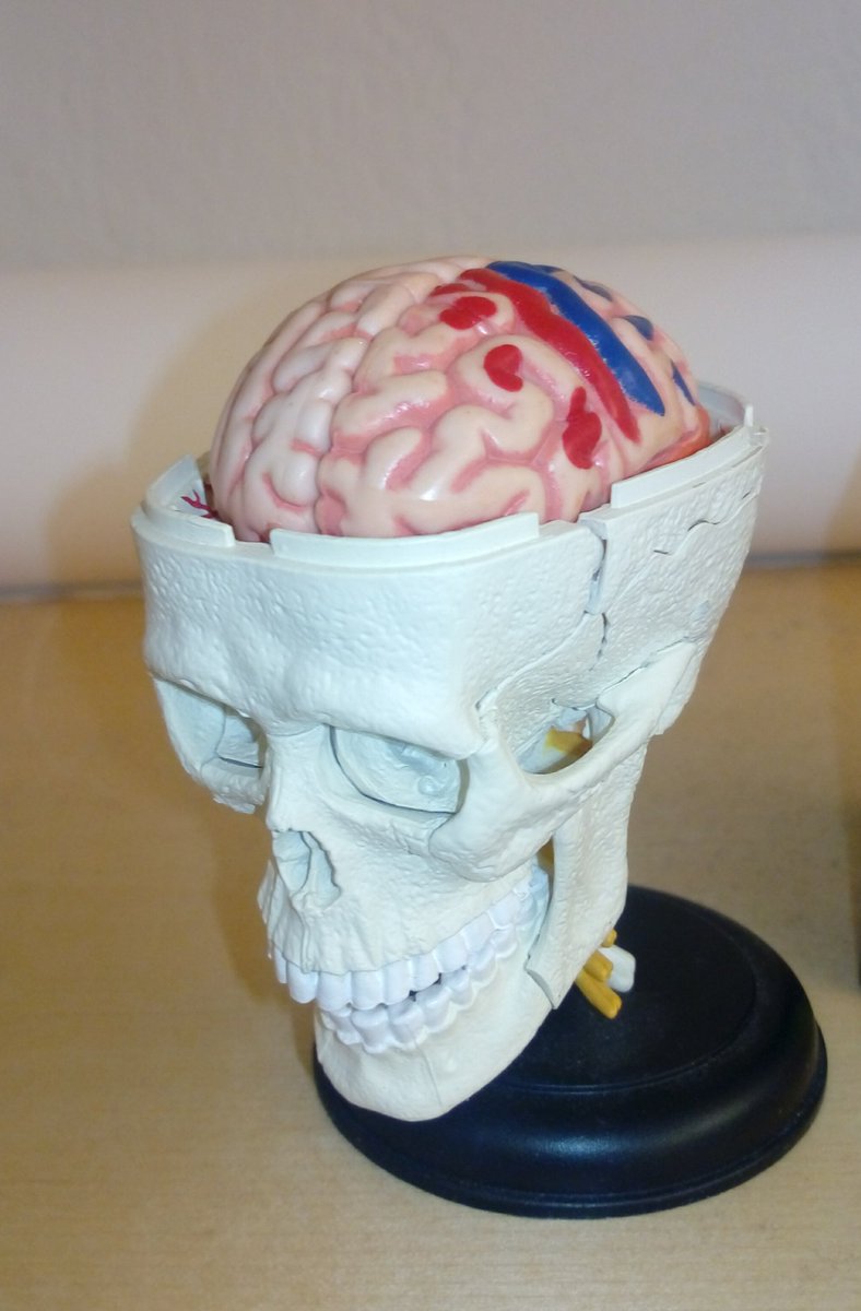 mc_vinding's tweet image. I beg to differ: I have a plastic brain next to my office desk. #neuralPlasticity