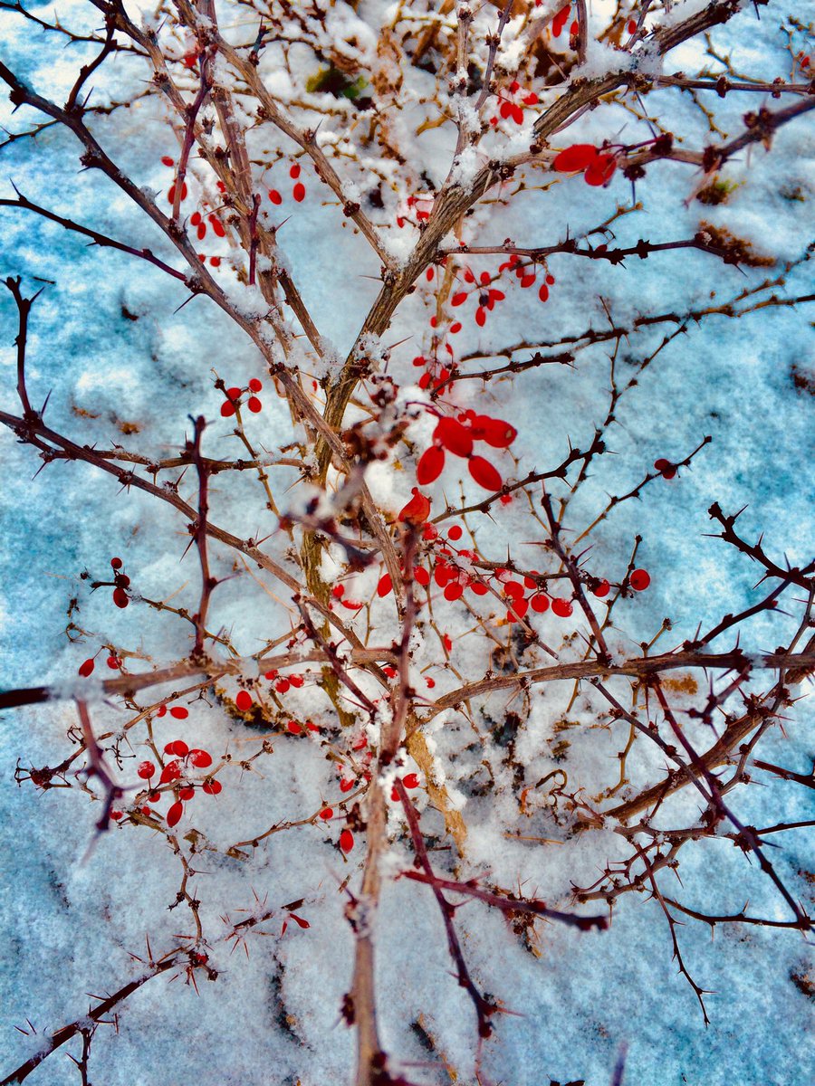 Pepy___7's tweet photo. Winter is comming #got #winter #filters #photography @leobellandi #SnowDaysIn4Words https://t.co/OTYNL8bDFo