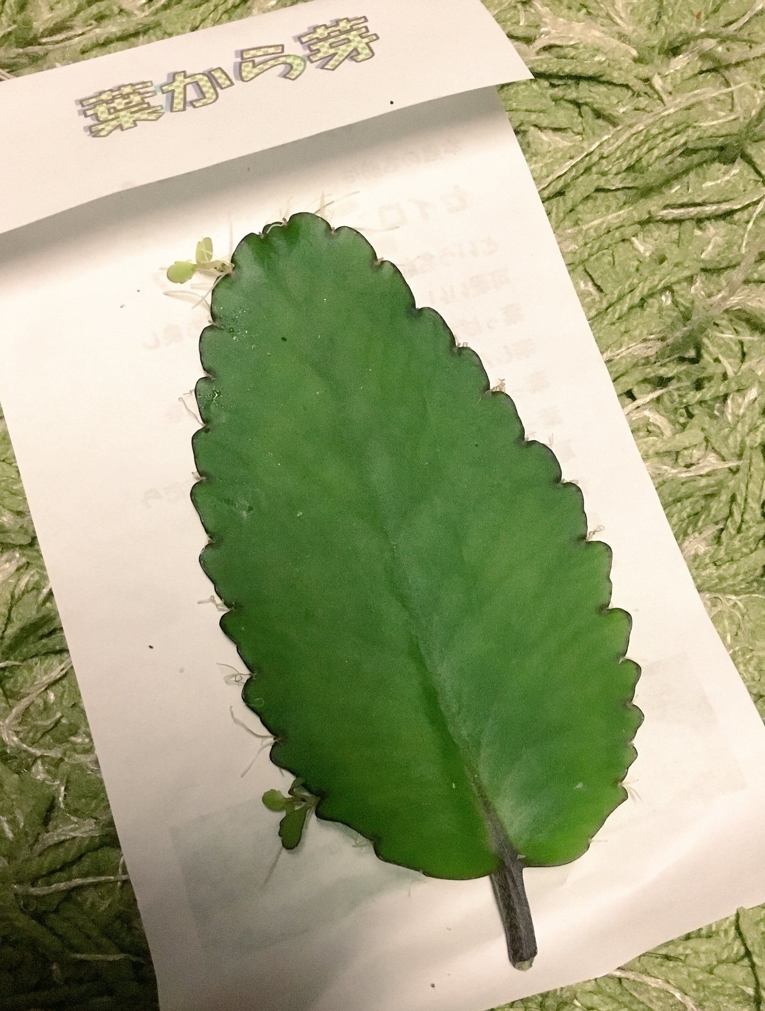 東京別視点ガイド 父島でよく見かける植物 セイロンベンケイソウ 通称ハカラメ その名のとおり 葉っぱから芽が出てくる不思議な植物だ 芽吹いたら土に乗せておけば花が咲くよ 東京の離島1ヶ月渡り歩きます会社 T Co W5ojychklk Twitter