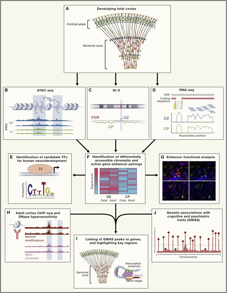 CellCellPress's tweet image. #Cognitive traits have been associated with #noncoding genomic variants (w/ unclear mechanistic effects). By studying #genomics of developing human brains, researchers tie #diseaseassociated loci to functional enhancers, target genes, and affected cells. bit.ly/2Dfuj1o