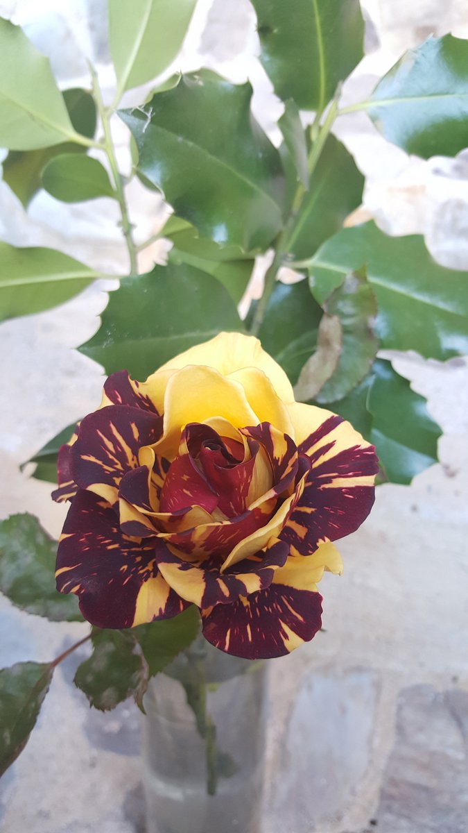 Une magnifique rose "sang et or" découverte au hasard d'une belle randonnée. Une parfaite "flor d'aqui", en fait 😉🌹❤️💛 #pyreneesorientales