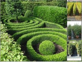 Swap your #BlueMonday for #GreenFingers and browse our range of hedges to bring that colour back to your garden: bit.ly/2EkxLom