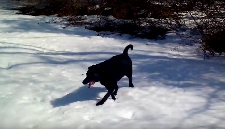 shergib46's tweet image. Looking forward to it! @ThePetBuzz  Here&apos;s Harold enjoying the snow.  #ColdWeatherPets #Petrend