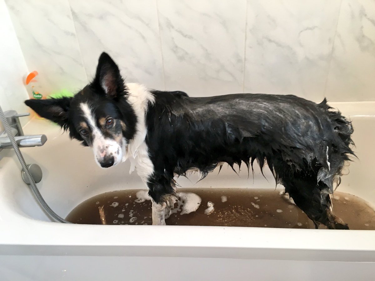Kesthecollie's tweet photo. Nooooooooooooo 😱 https://t.co/mAQfarqcxu