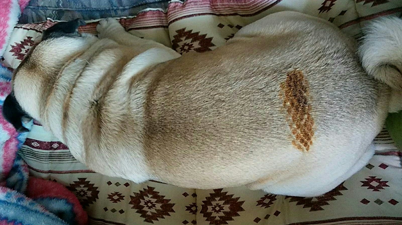 めきこ 電気ストーブの前に座っていた犬の背中に こんがりと焼き目が ガビチョス ロ ノ ノ 幸い 表面の毛が焦げただけなので元気いっぱいですu ェ U ぷっくりニュース 新しい地図 ガビチョス めきこ 電気ストーブの前に座っていた犬の背中に こんがりと焼き目が ガビチョス ロ ノ ノ 幸い 表面の毛が焦げただけなので元気いっぱいですu ェ U ぷっくりニュース 新しい地図 ガビチョス