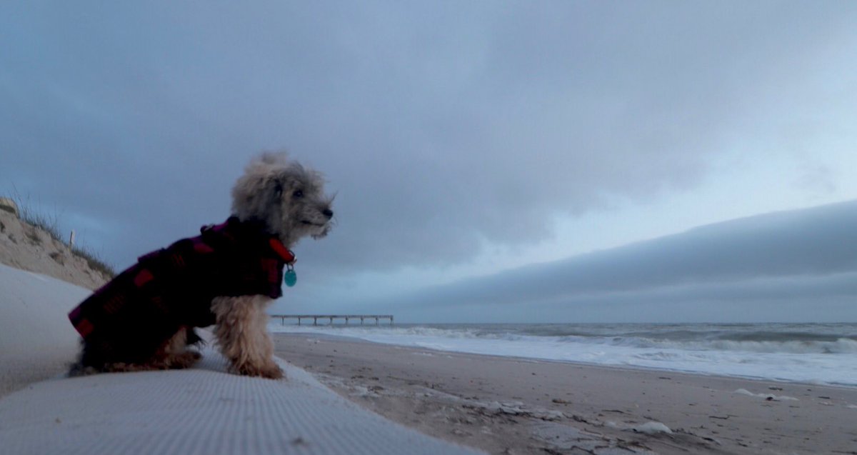 joejrpix's tweet image. #cloudy #cold #emptybeach #milo #monday #firstlight #verobeach @wpbf_sandra #rescuedog #adoptdontshop #monday