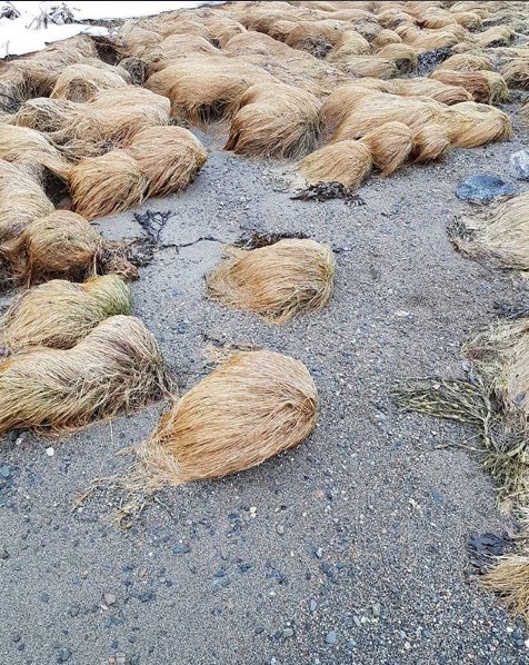 Superbloggern's tweet photo. I Guess @realDonaldTrump loves Norway because I have have this hairfarm on my property ;-) https://t.co/QlUr7I8r9C