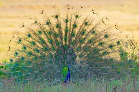 Friendshipso's tweet image. 