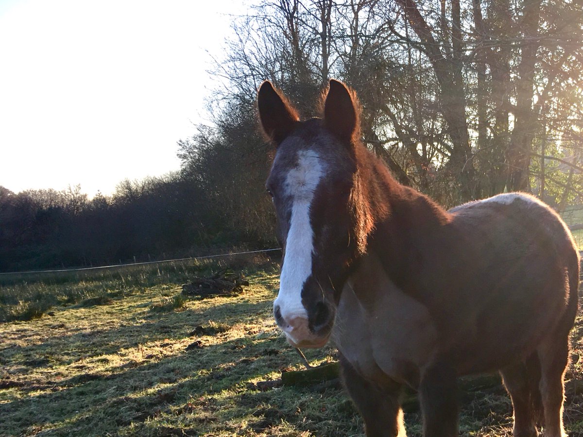 Beautiful winter weather here! Dusty the horse says hello - why not book your stay for Easter at cuckoodownfarm.co.uk