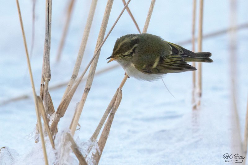 berguffe's tweet photo. 12-01.2018 #kaitalahti #espoo #Phylloscopusproregulus #Hippiäisuunilintu #PallassWarbler https://t.co/QG1jnUXxfR