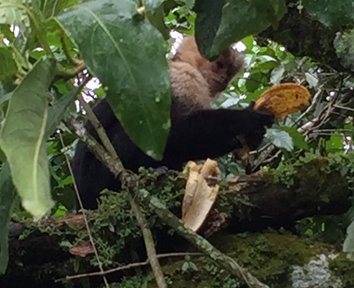 Travel_Sick's tweet photo. Capuchin monkey eating bananas #yourewelcome https://t.co/xcKWgBp4ph