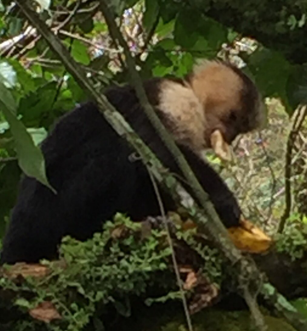 Travel_Sick's tweet photo. Capuchin monkey eating bananas #yourewelcome https://t.co/xcKWgBp4ph