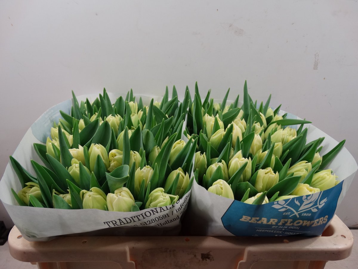 Als bloemist op zoek naar iets anders? Probeer dan morgen ook eens onze #vollegronds #tulpen <a href="/Plantion/">Plantion</a>! Viking &amp;  Verona, knisperende premium kwaliteit!! #storytellingtulips: traditionaltulips.nl