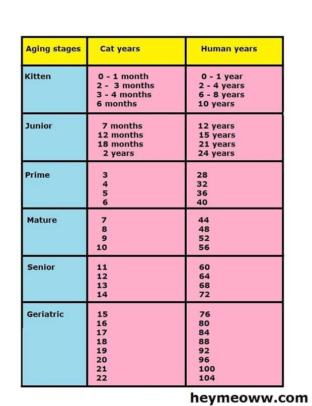 Cat Age Chart