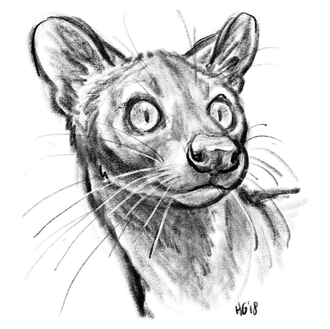 15 minute speed drawing of a fossa! I love fossas! (I love a lot of  things!!) Video in next tweet, image size:1139x1135