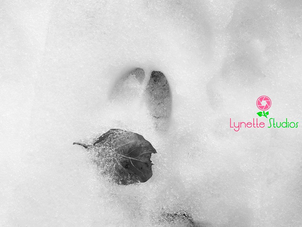 LynetteStudios's tweet photo. #firstadventureincaryil #caryil #mchenrycounty #hickorygroveconservationareas #deertrack #bandw #naturephoto #naturehike #nature #hike #caryilnaturephoto #caryilnaturephotography #caryillinios #deer #wildlife #snowywalk #adventures #illinoiswildlife #caryilnature #caryillinois https://t.co/9ZcUhjO2hy