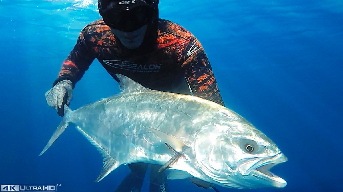 Epsealon's tweet image. Spearfishing Chanel : klou.tt/rg26eh1kyivp