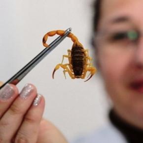 Uniprag's tweet image. Terror amarelo! Clique no link e saiba mais sobre esse bicho assustador goo.gl/wnCvXp