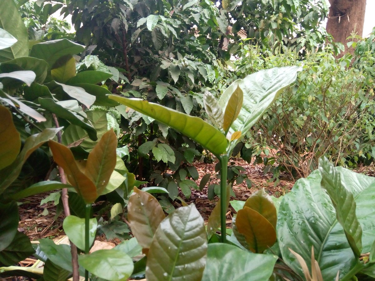 HappiCup's tweet photo. WILD COFFEES !!!! 
Locally known as 'Kisansa'
Found only in Uganda 
Send an 📧 to happicupug@gmail.com to make orders
#kisansacoffeetree
#wildcoffee https://t.co/9DflUy4R4y