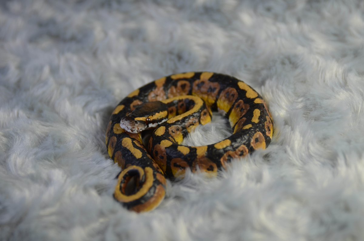 CustomExotics's tweet photo. Custom Exotics is doing a giveaway for a free ball python figurine, morph of your choosing! Picture example below #reptile #snakes #animal #polymerclay

https://t.co/dNmWhCkMEi https://t.co/VdHQ2nmDBi