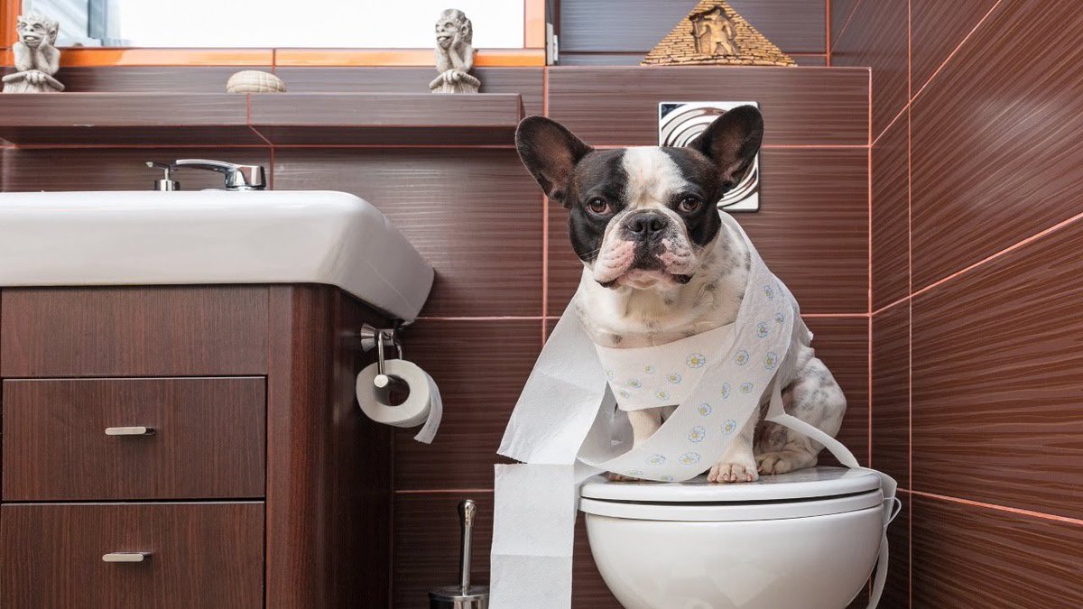 ControlnRoll's tweet image. Who doesn&apos;t love an adorable shot of a dog? Toilet paper struggle is real. #controlnroll #dogsofinstagram #dogsoftwitter #conserve #savetrees