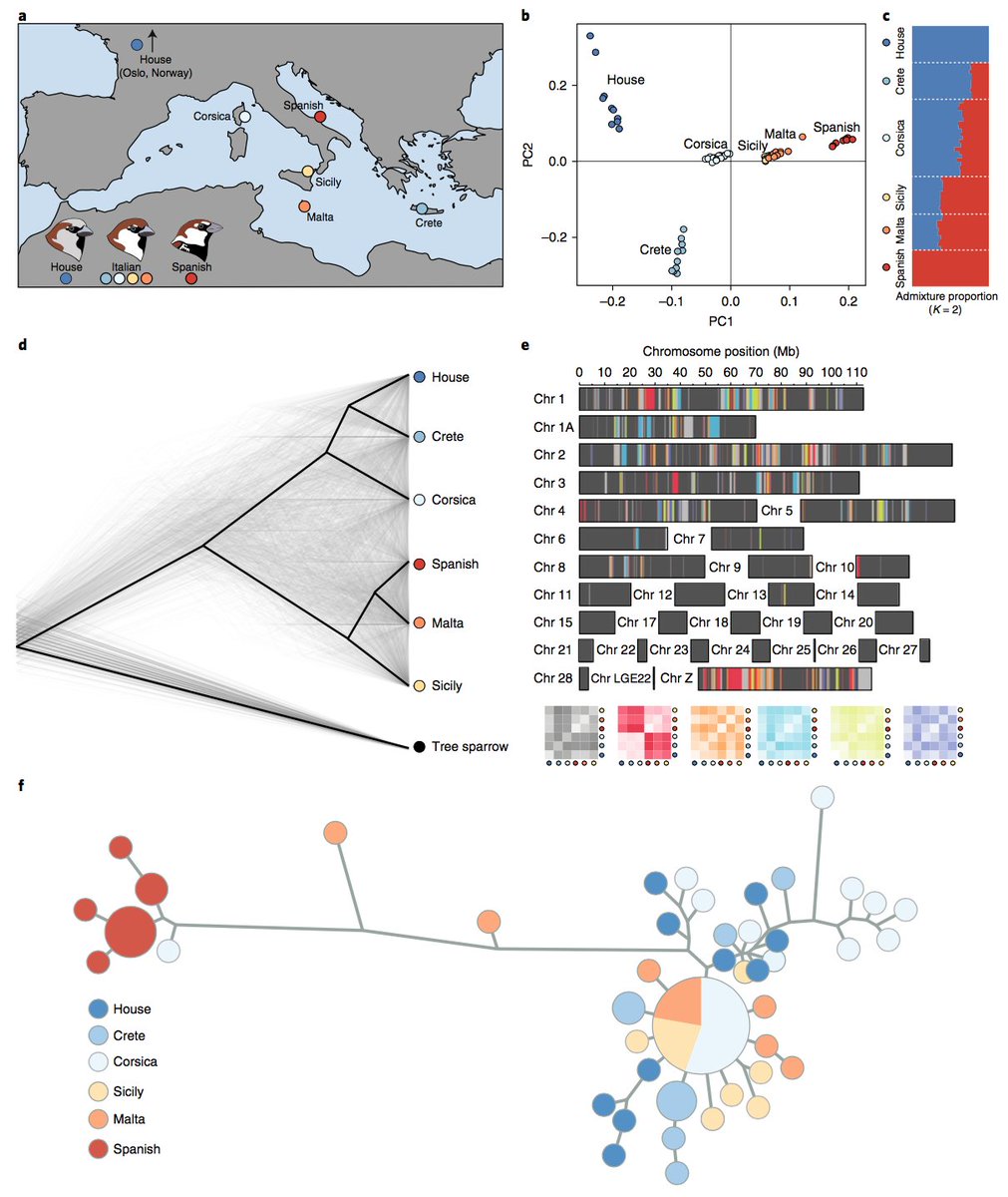 m_matschiner's tweet photo. Our study on sparrow hybridization is now out in @NatureEcoEvo. A fun @CEESUiO collaboration led by Anna Runemark. @fabrice_erouk @Mark_Ravinet https://t.co/IFmOkwCyej