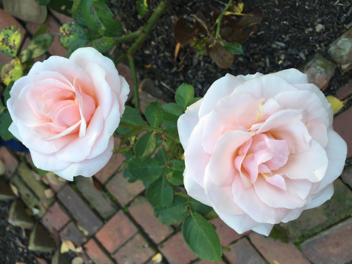 DanielleSmithTV's tweet image. Have You Talked to Your Kids About Underage Drinking Yet? #KnowWhenKnowHow #PLCB #PreventandEducate #ad dlvr.it/QBK3nX via @WhitneyMWS