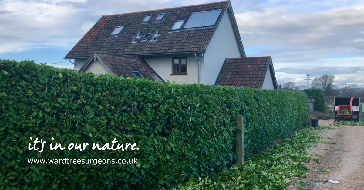 WardTreeSurgeon's tweet image. Some excellent hedge-trimming work the team did last week.
Making sure foliage is in good condition during the Winter, will make life much easier once Spring comes around.

We&apos;re offering 10% off our services during January. Message us or call 01934 822 722 and quote &quot;JAN10&quot;!