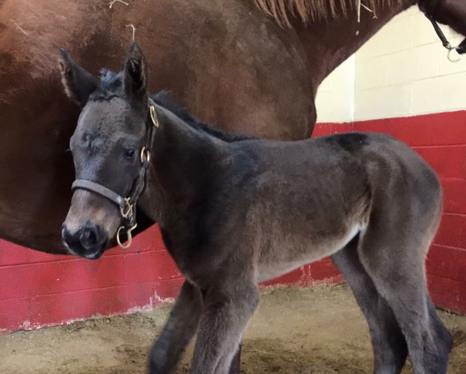 Ramsey_Farm's tweet image. ALL STAR KITTEN had a tall beautiful WICKED STONG filly last night.  Both are doing great. @WickedColt