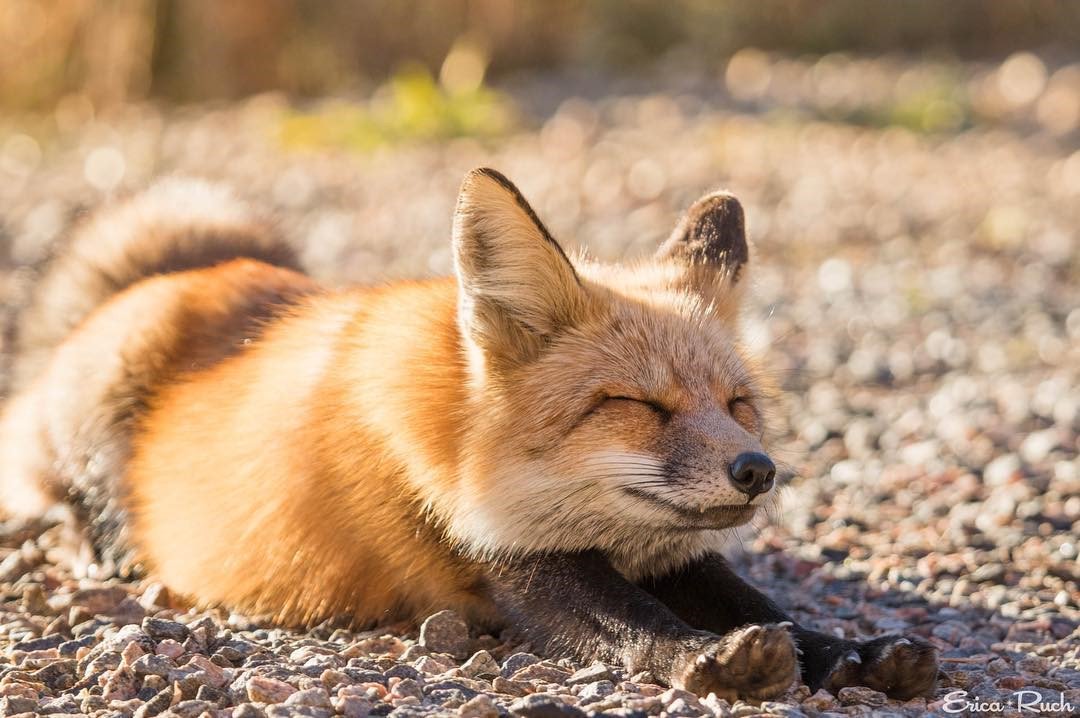 peta's tweet photo. Great news! #Norway is banning fur farms. This will save 810,000 animals a year from being tortured &amp; killed. https://t.co/PVzCA20cc4 https://t.co/MFKqCcLUOd