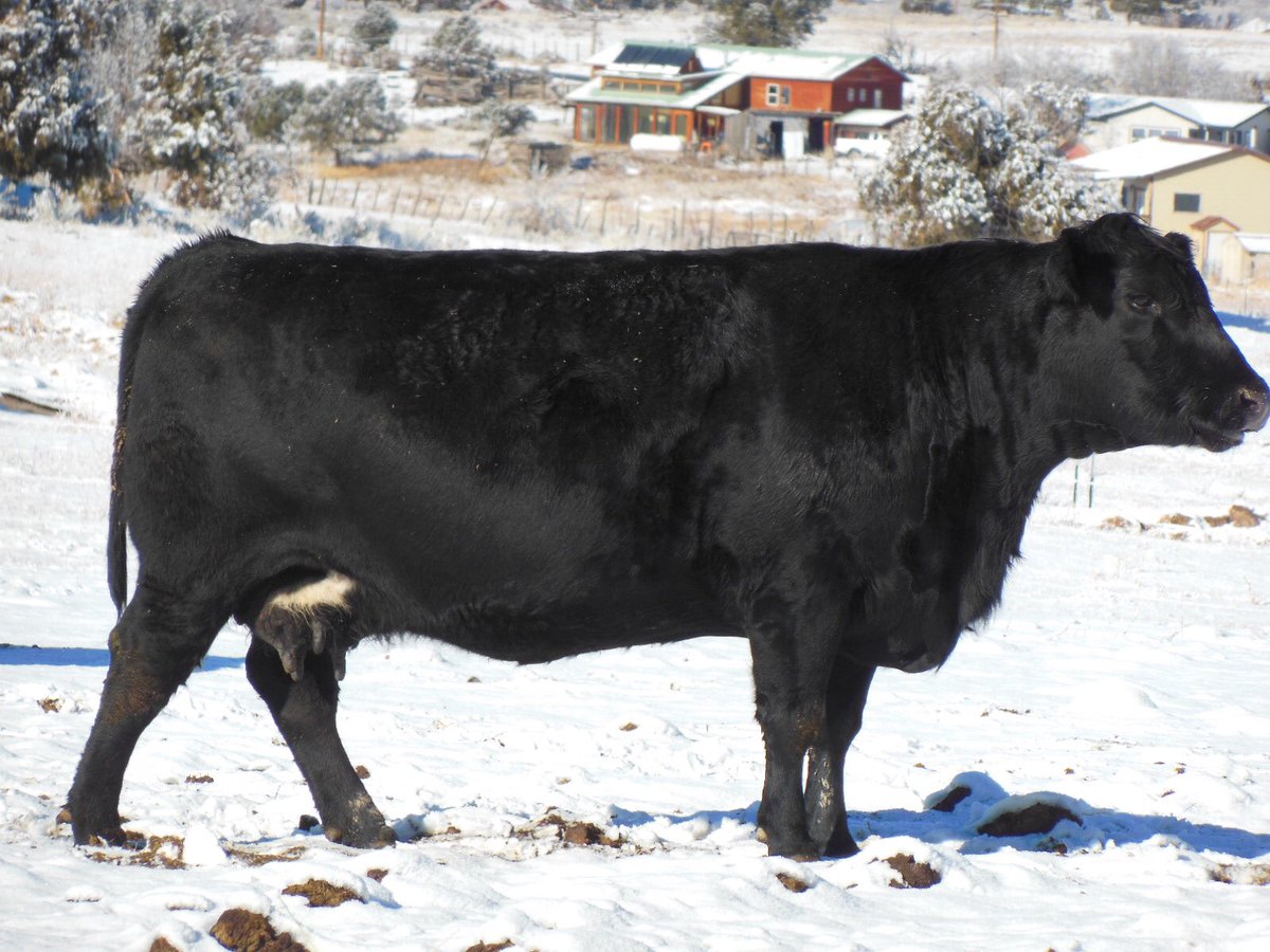 Cathykeet's tweet photo. Registered Angus Offerings: 5 heifers and 13 pairs.  Heifers ready now. Pairs ready late April. #blackangus, #heifer, #angus, #anguspairs https://t.co/BOMAL2sZ7m
