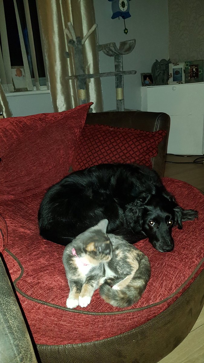 sconely's tweet photo. @Poundland Blizzard the dog.and Lucifer the cat. https://t.co/dhFxIkVXue