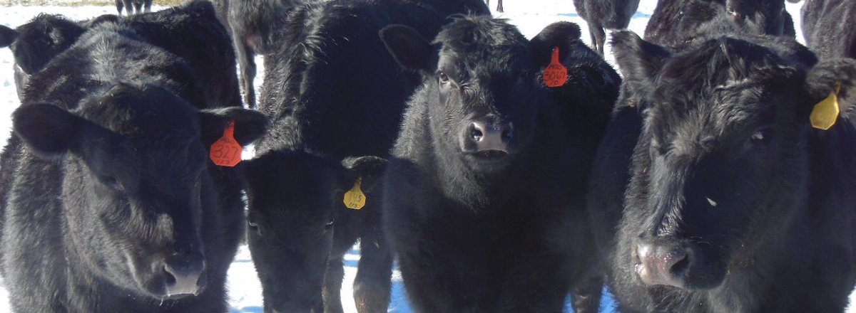 Cathykeet's tweet photo. Angus offerings:  5 heifers ready now.  13 pairs ready in late April, early May. #blackangus, #angus, #angussale, #heifer, #anguspairs. https://t.co/IAKMqppMqe