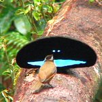 リアルツイッター 美しすぎる鳥 マウンテン ブルーバード が話題に 話題の画像プラス リアルツイッター 美しすぎる鳥 マウンテン ブルーバード が話題に 話題の画像プラス