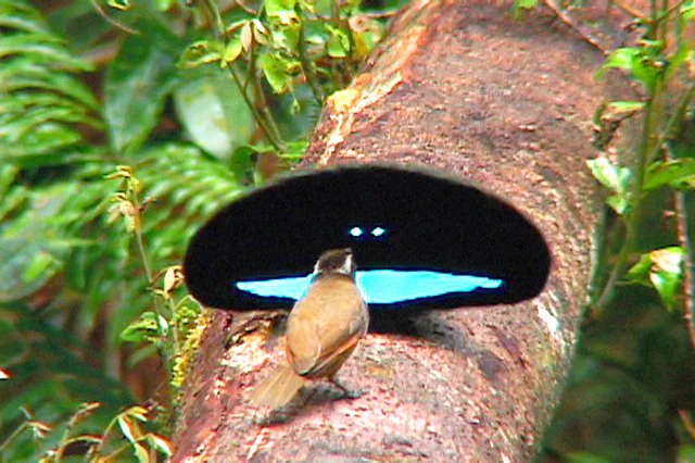 カタカケフウチョウという鳥を知っていますか？画像検索しても良くわからないｗ