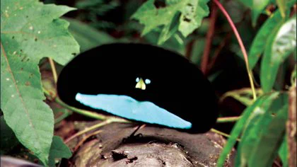 カタカケフウチョウという鳥を知っていますか？画像検索しても良くわからないｗ