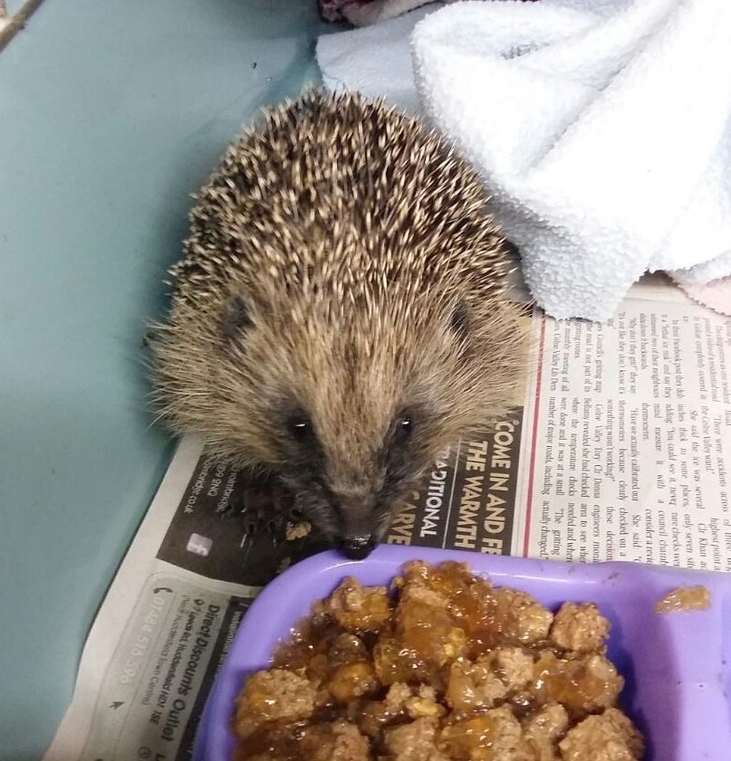 melthamwildlife's tweet photo. Just having some breakfast before going back to sleep #hedgehogs #wildlife #animalrescue #hogs https://t.co/6soDsBnMNI