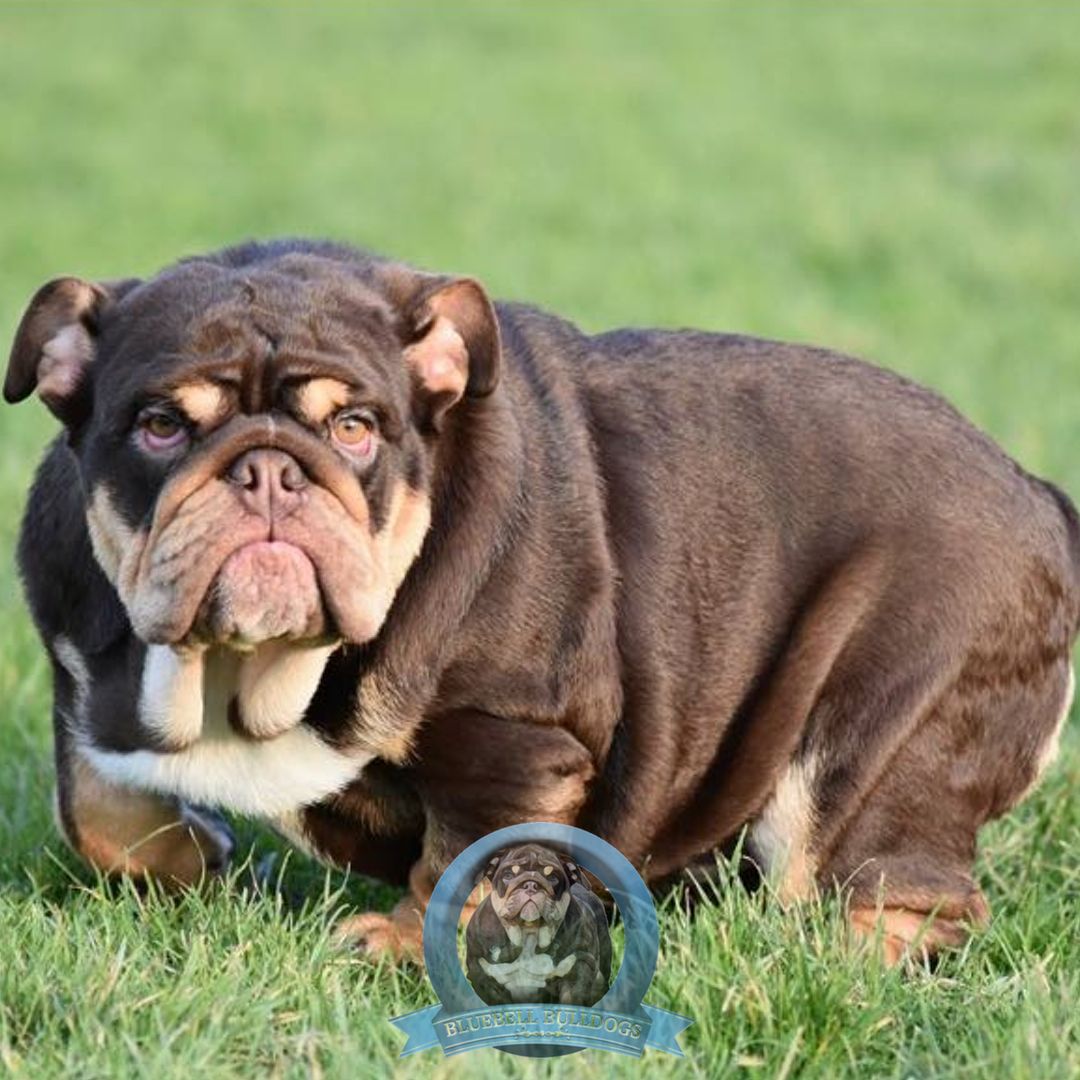 BluebellDogs tweet picture