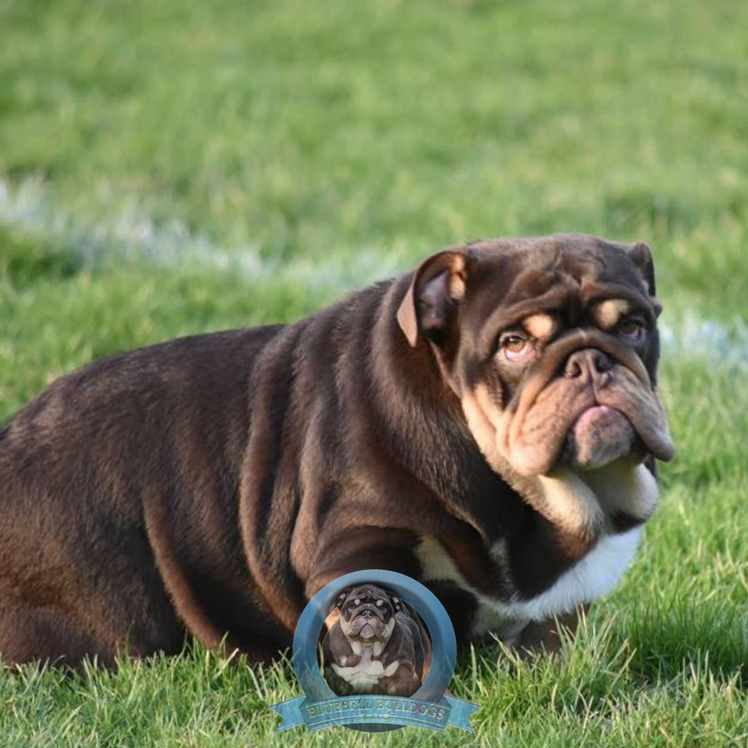 BluebellDogs tweet picture