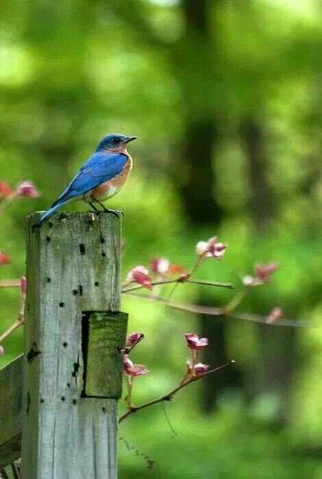 StarryEyed48's tweet photo. Beautiful nature 🐦🌿🌹🍀🐦🌿🌹🍀🐦🌿🌹 https://t.co/ifrW7WlP3j
