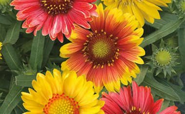 bloomiq's tweet photo. Do you live in an area that receives little rainfall? If so, choose these drought-tolerant plants to save your water table and your water bill. #bloomiqtips #smartgardening https://t.co/CrLDDnOEmR https://t.co/tE4znfjlbI