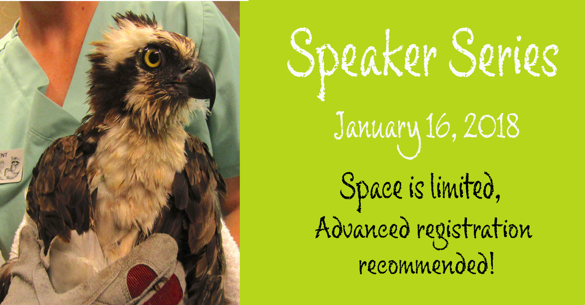 CROWClinic's tweet photo. Be sure to register in advance for our Speaker Series, "The Story of Ospreys" presented by Claudia Burns, International Osprey Foundation Volunteer, tomorrow afternoon at 4:15pm. This event does sell out! 

Give us a call to register or visit https://t.co/fQlLcT3PQq for more info https://t.co/1fbSKLRXBN