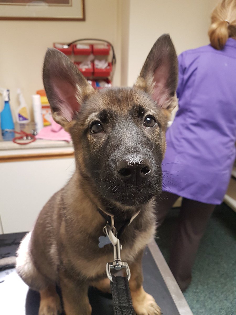 <a href="/WMPDogs/">WMP Dog Unit</a> PPD Hades all jabbed up 💉💉 ready to face the world! 
Even met up with sister Shiva! 🐾🐾