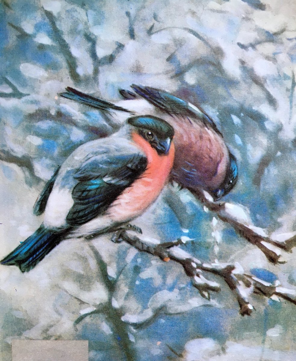 LBFlyawayhome's tweet photo. Ladybird Book Nature Corner.
#Seaby https://t.co/sBkYxSvSJg