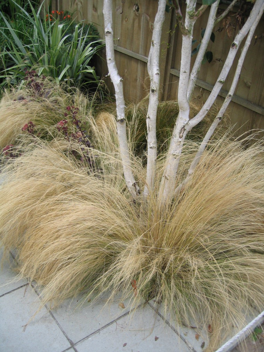 joinusoutside's tweet photo. Winter wonders - wispy feather grass looking great paired with emerging white stems of birch spotted @RHSWisley #winterplants #gardendesigner #stipatenuissima #betula #seekthesimplicity #joinusoutside #embracingtheseasons https://t.co/mOAFhDBxPA