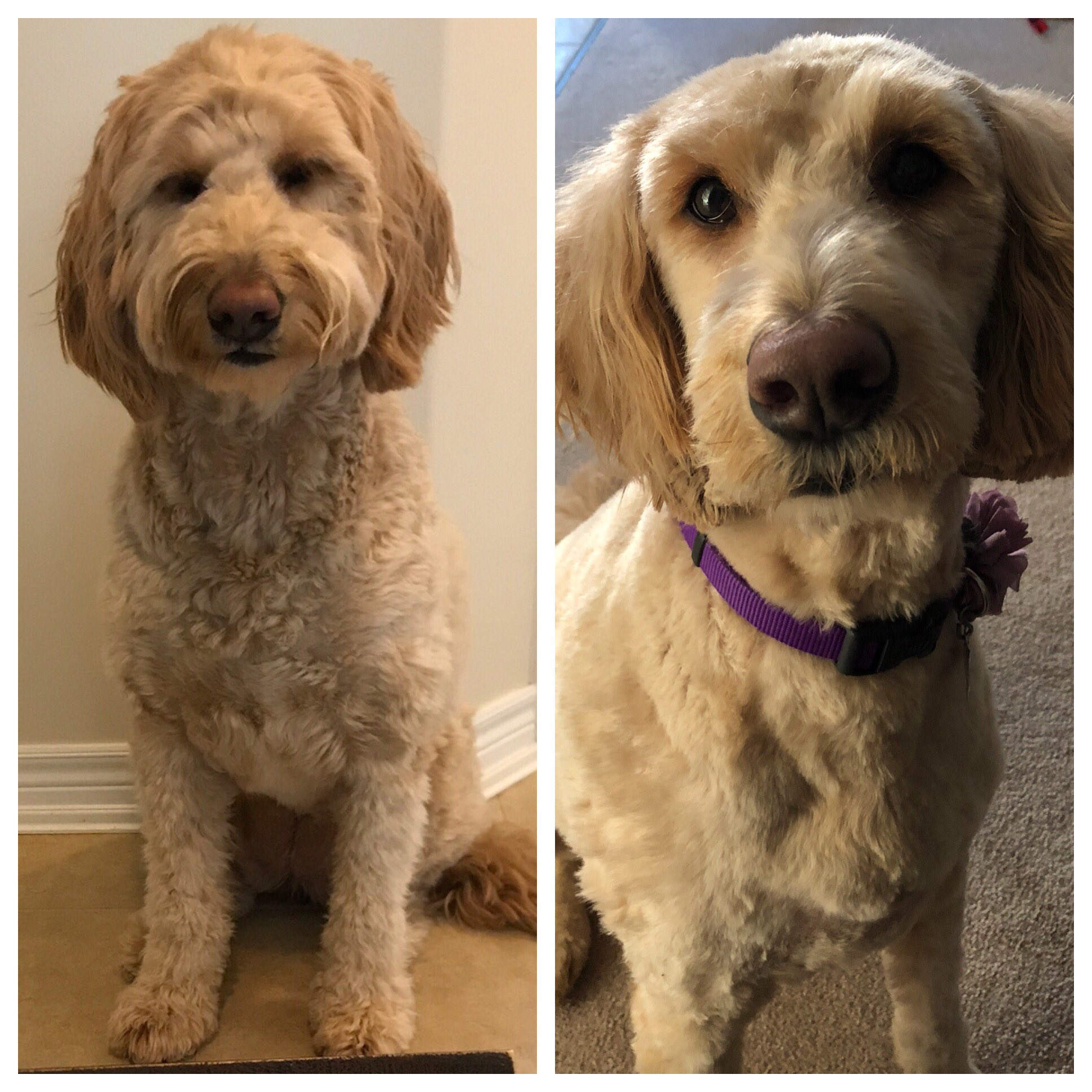 Short sales hair goldendoodle