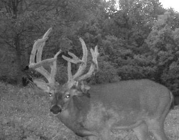 In the latest episode of the Drop-Tine Report podcast outdoor writer, Tracy Breen interviews Chad Spangler about his 207 inch buck that has an extra main beam. Follow the link. redneckblinds.com/blogs/hunting/…