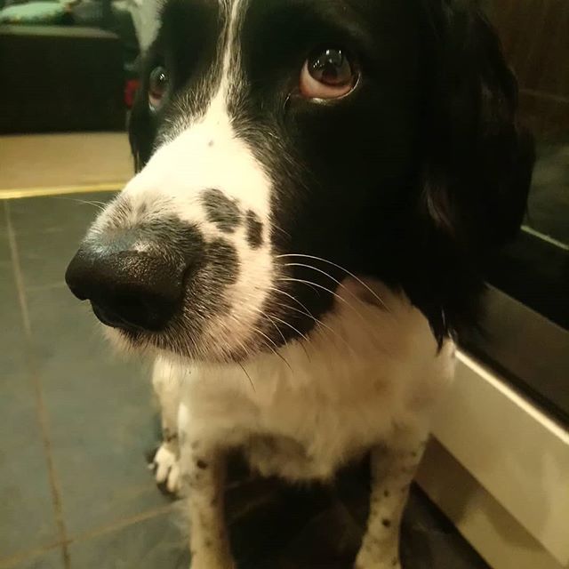 Pet_Minded's tweet photo. Who could resist not to love such a cute face? 😍🐾🐾 #springerspaniel #spanieldog #pet #bestfriend #wetnose #mydogsbestfriend #unconditionallove #dogsarebest #🐶 #❤️ CONTACT> https://t.co/BtnA1UK6lR https://t.co/BtYx1xvR6Q