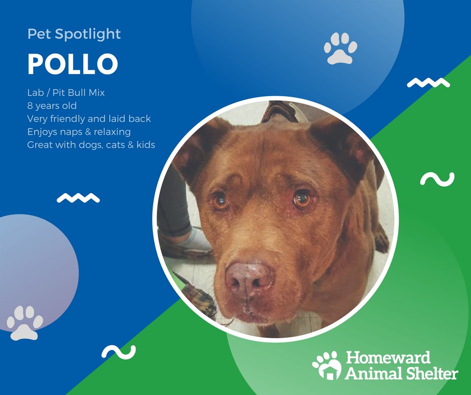 Hello there! My name is Pollo. I'm a sweet older gentleman looking for a loving home to retire in. I would love to lounge on the couch with you and be a part of your family. To learn more about me, call 701-239-0077 or stop by the shelter and meet me today! #DogOfTheDay #Homeward